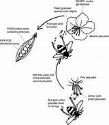 Pollination Worksheet Plant Kindergarten Worksheets Animals Plants Worksheeto Printable Via Coloring sketch template