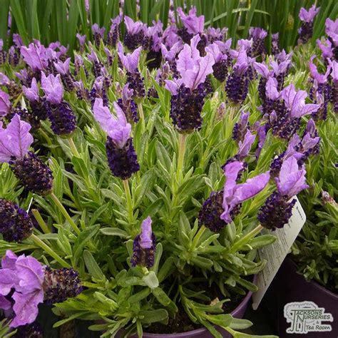 buy french lavender plants for uk delivery lavandula stoechas subsp