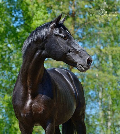 black stallions ideas black stallion beautiful horses black horses