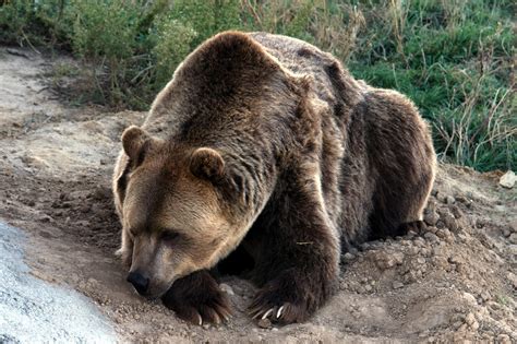 grizzly bear    cold blooded serial killer  wild animals