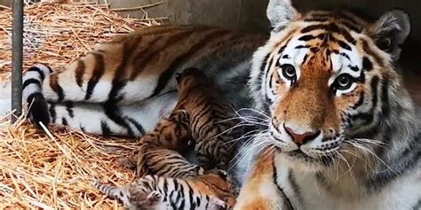 eerste beelden van pas geboren siberische tijgertjes beekse bergen blik op nieuws
