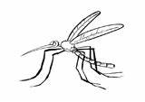 Coloring Mosquito Pages sketch template