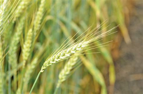 strategies  winter wheat success grainews