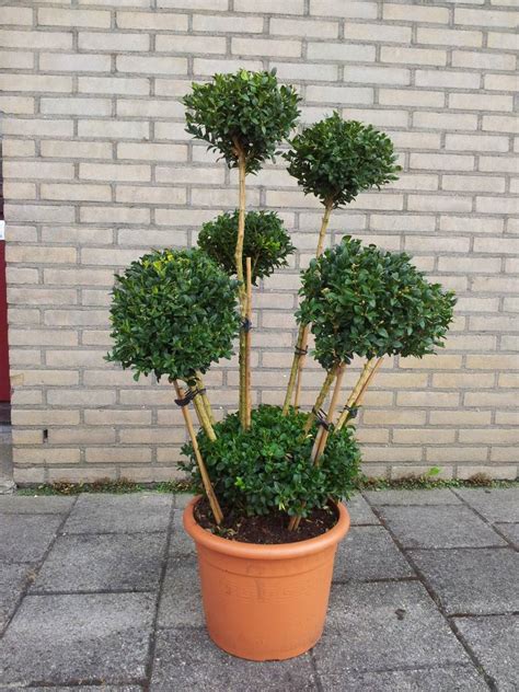 buxus bollen op stam kopen bij tuincentrum boskoopsnl  tuincentrum