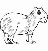 Capybara Designlooter sketch template
