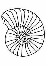 Ammonite Coloring Pages Mollusc Printable Colouring Nemo Finding Draw Designlooter Sea Books Patterns 750px 63kb sketch template