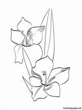 Gladiolus Coloring Designlooter Print sketch template