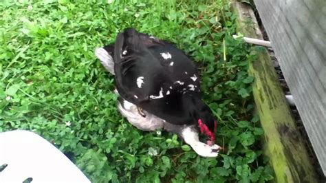 ducks having sex youtube