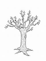 Printable Coloring Tree Pages Trees Nature Coloring4free 2021 Print Deciduous Coniferous Contains Fruit Section Both sketch template