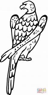 Hawk Coloring Red Pages Tailed Printable Color Clipartmag Drawing sketch template