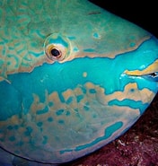 Afbeeldingsresultaten voor Blauwbandpapegaaivis. Grootte: 176 x 185. Bron: diertjevandedag.be