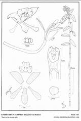 Subgroup Adamsii Epidendrum Dodson Andean sketch template