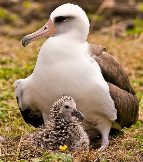 laysan albatrosses nest  midway atoll birdnote