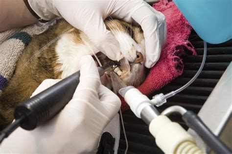 why you should invest in your cat s dental cleaning an inside look