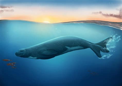 study extinct species  monk seal discovered   zealand tdnews