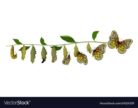 life cycle  butterfly  larva  adult insect
