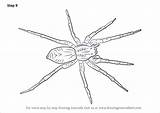 Arachnids Drawingtutorials101 sketch template