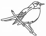 Robin Coloring Pages Bird American Red Printable Wisconsin Getcolorings 473px 34kb Getdrawings Color Colorings sketch template