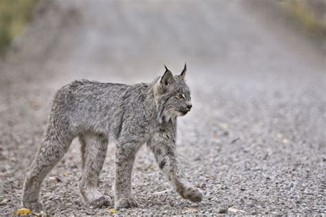 when lynx argue about sex it s hard to ignore mnn mother nature network