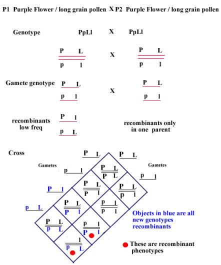 Dihybrid Crosses And Gene Linkage Topic 10 Genetics