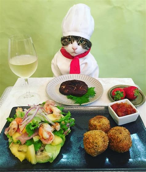 cosplaying cat chef dines with his mom every night in different outfit bored panda