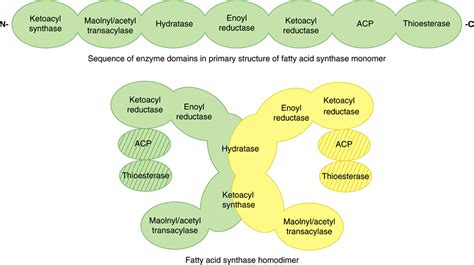 biosynthesis  fatty acids eicosanoids bioenergetics