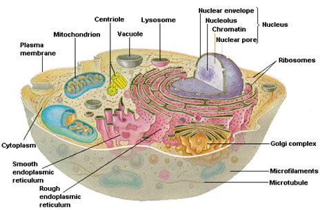 Eukaryotic Cell Structure Microbiology Assignment Help