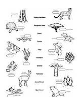 Matching Biome Worksheet Coloring Game Pages Activity Biomes Plant Biologist Ask Worksheets Animal Pdf Asu Activities Biology Map Attachment sketch template
