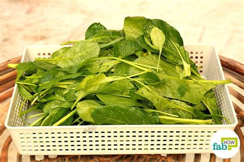 grow organic spinach   pot fab