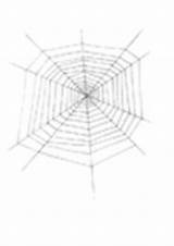 Coloring Cobweb Spider Edupics sketch template