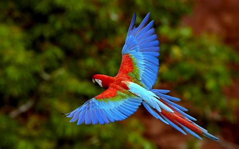 blue  red parrot flying   desktop wallpapers