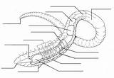 Earthworm Dissection Printable Science Anatomy Diagrams Diagram Earthworms Worksheet Unlabeled Labels Worm Annelid Resources Biology Kids Biologycorner Imgarcade Via Choose sketch template