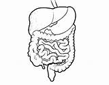 Gastrointestinal Tract Human Coloring Coloringcrew sketch template