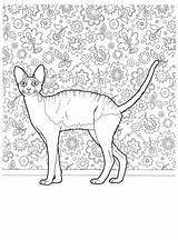 Colorat Desene Planse Animale Grele Pisici Pisica sketch template