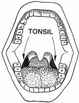 Tonsils Clipart Clip Clipground sketch template