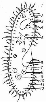 Paramecium Protista Reino Answer Biologycorner Structures Theblog sketch template