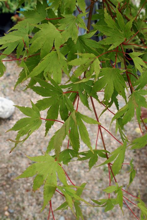 Jack Frost Maple Trees Learn About The Northwind