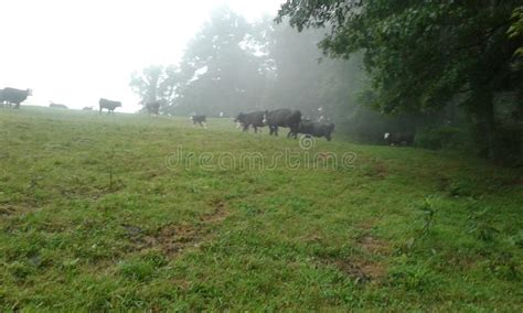 cows in the mist a blanket of warm light and fog covering