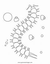 Centipede Oruga Mille Millepiedi Pattes Hellokids Lombrico Regenwurm Disegno Coloriage Ciempies Ciempiés Insekten Insectos Caterpillar Colorare Malvorlage Insect Sencillo Colorier sketch template