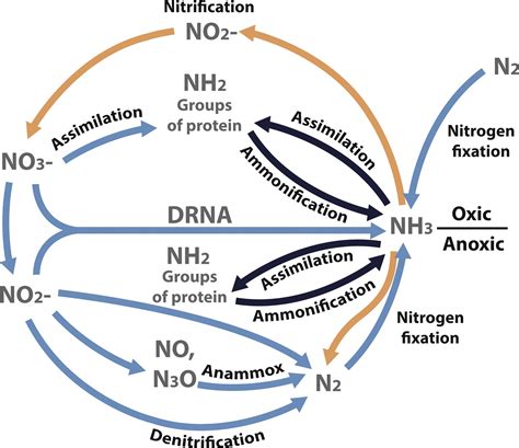 understanding  nitrogen cycle beginners education algaebarn