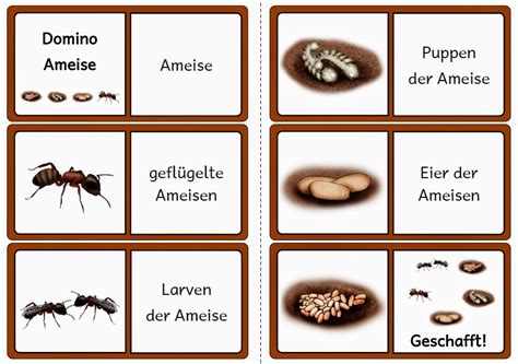 grundschule arbeitsblatt insekten ruhemodus krabbelwiese