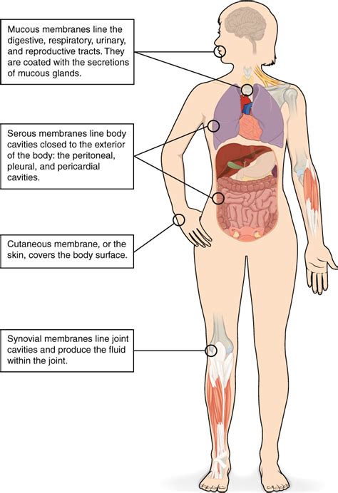 Types Of Tissues Anatomy And Physiology I