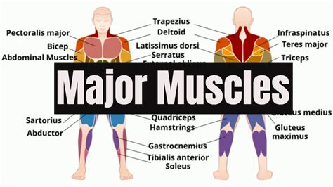 major muscles   human body youtube