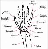 Bones Wrist Diagrams Carpal Tendons Movements Ligaments Joints Depicts Graphdiagram Medicinebtg sketch template