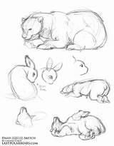 Animal Sketch Bear Polar Daily Bears Warm Ups Drawing Last Lindsay Pencil Pages Cibos Sketching Done Comic Were Color sketch template