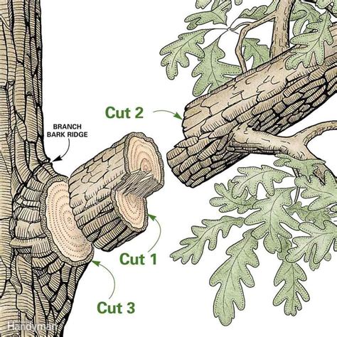 bush pruning tips  healthier bushes tree pruning arborist