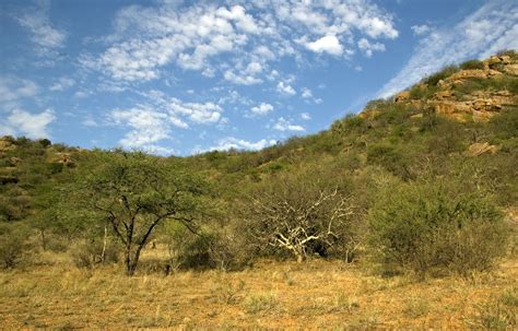 los arbustos en zonas aridas generan ecosistemas mas diversos noticias sinc