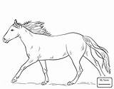 Horse Coloring Pages Appaloosa Running Horses Drawing Draw Printable Spotted Getdrawings Sheets Kids Print Equestrian Leopard Coat Line Ritar Hur sketch template