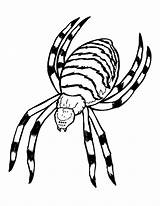 Insectos Insetti Insects Argiope Insekten Coloriage Colorier Justcolor sketch template