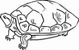 Tortoise Coloringbay Bestcoloringpagesforkids sketch template